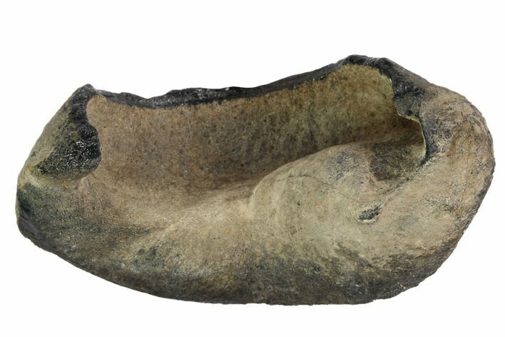 Fossil Whale Ear Bone - Miocene #99963